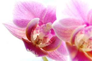 framedcanvas-print-magnificent-phalaenopsis