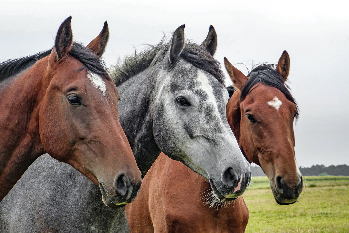 framedposter-print-the-horse-trio