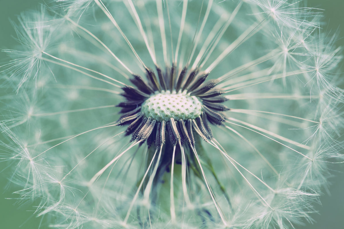 acrylic-print-close-up-dandelion