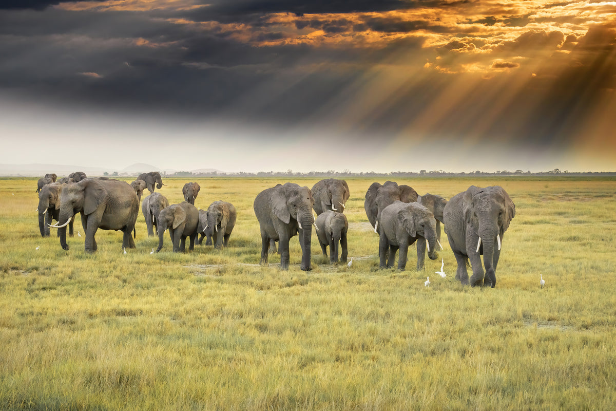 acrylic-print-for-the-love-of-elephants-x