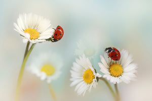 aluminium-print-springtime-xtp