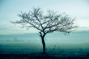 3-piece-acrylic-print-the-magic-tree