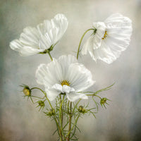 9-piece-acrylic-print-cosmos-charm