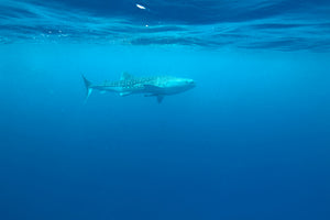 modern-3-piece-acrylic-print-the-whale-shark