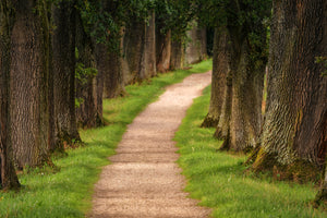 canvas-print-a-path-in-the-forest