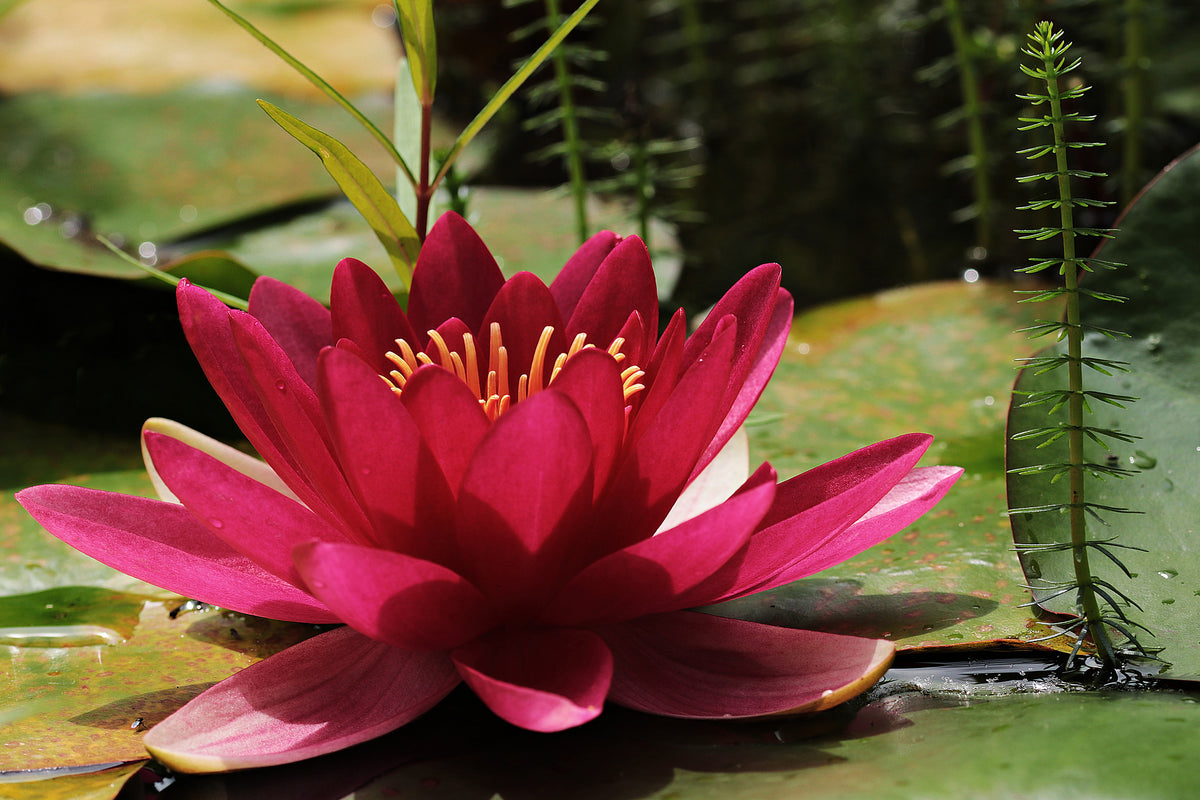 canvas-print-water-lily-in-red