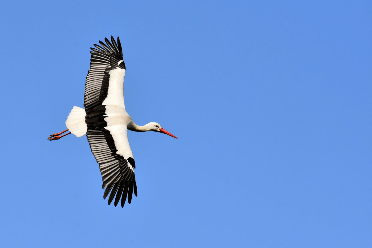 3-piece-canvas-print-the-stork-in-action