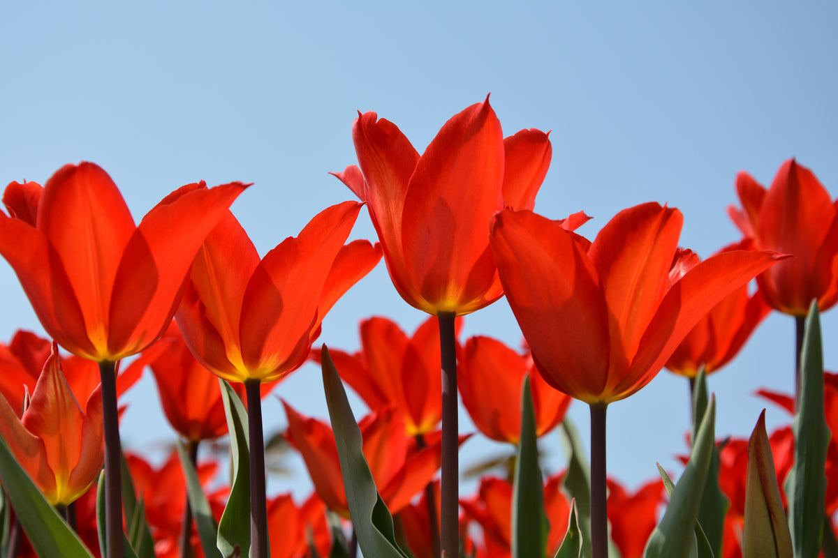 modern-3-piece-acrylic-print-red-tulips-xl