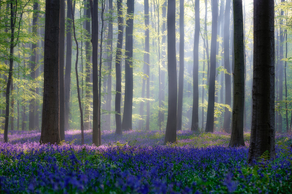 modern-3-piece-canvas-print-bluebells