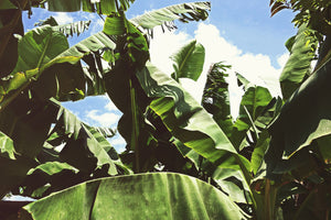canvas-print-in-the-middle-of-the-jungle