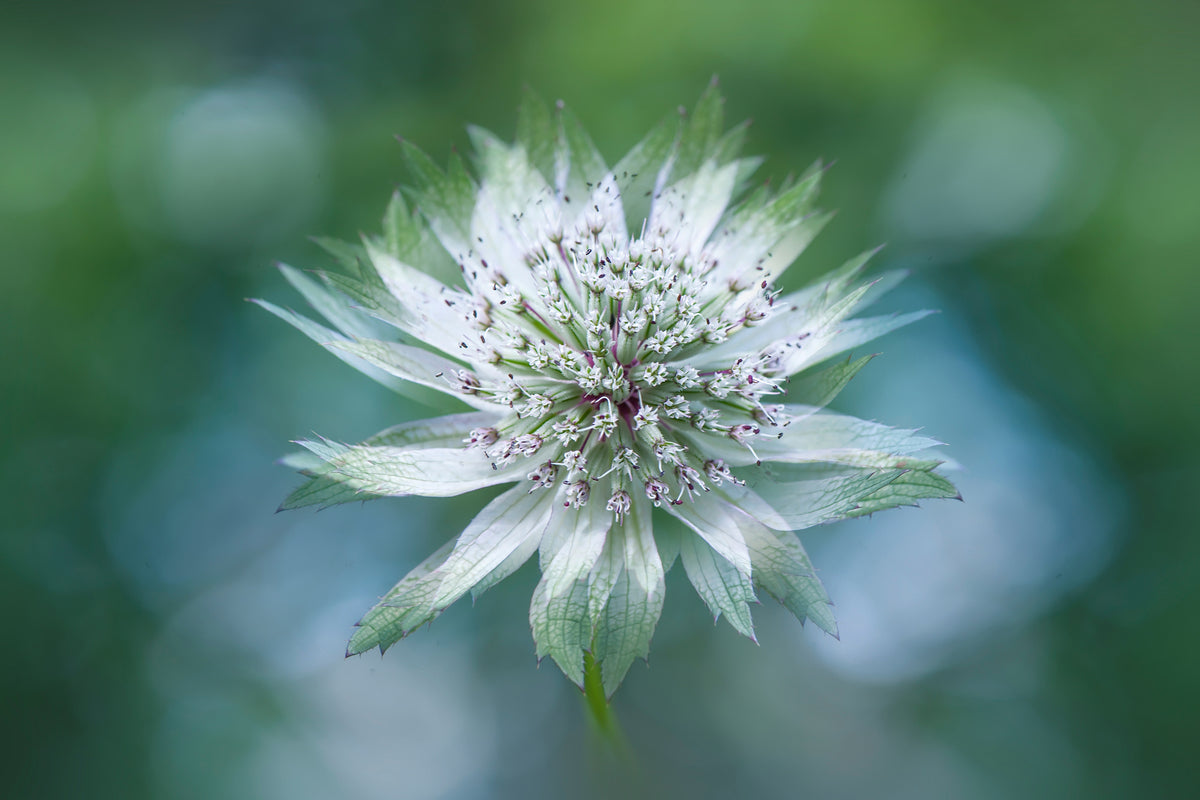 aluminium-print-astrantia-x