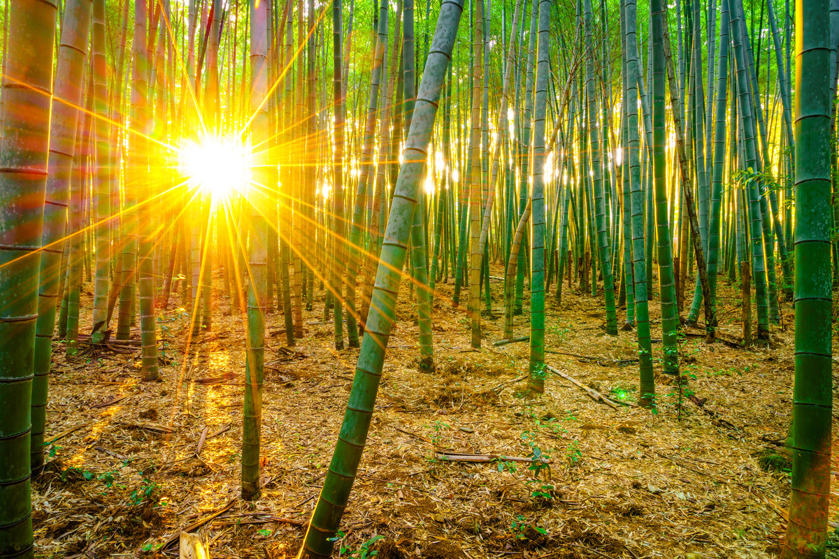 framedposter-print-bamboos
