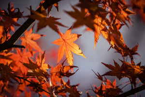 3-piece-acrylic-print-maple-leaves-in-autumn