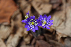 3-piece-acrylic-print-wildflowers