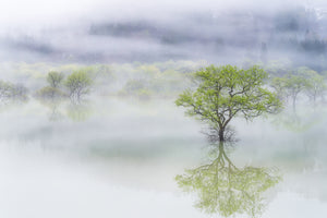 acrylic-print-dreamy-tree-x