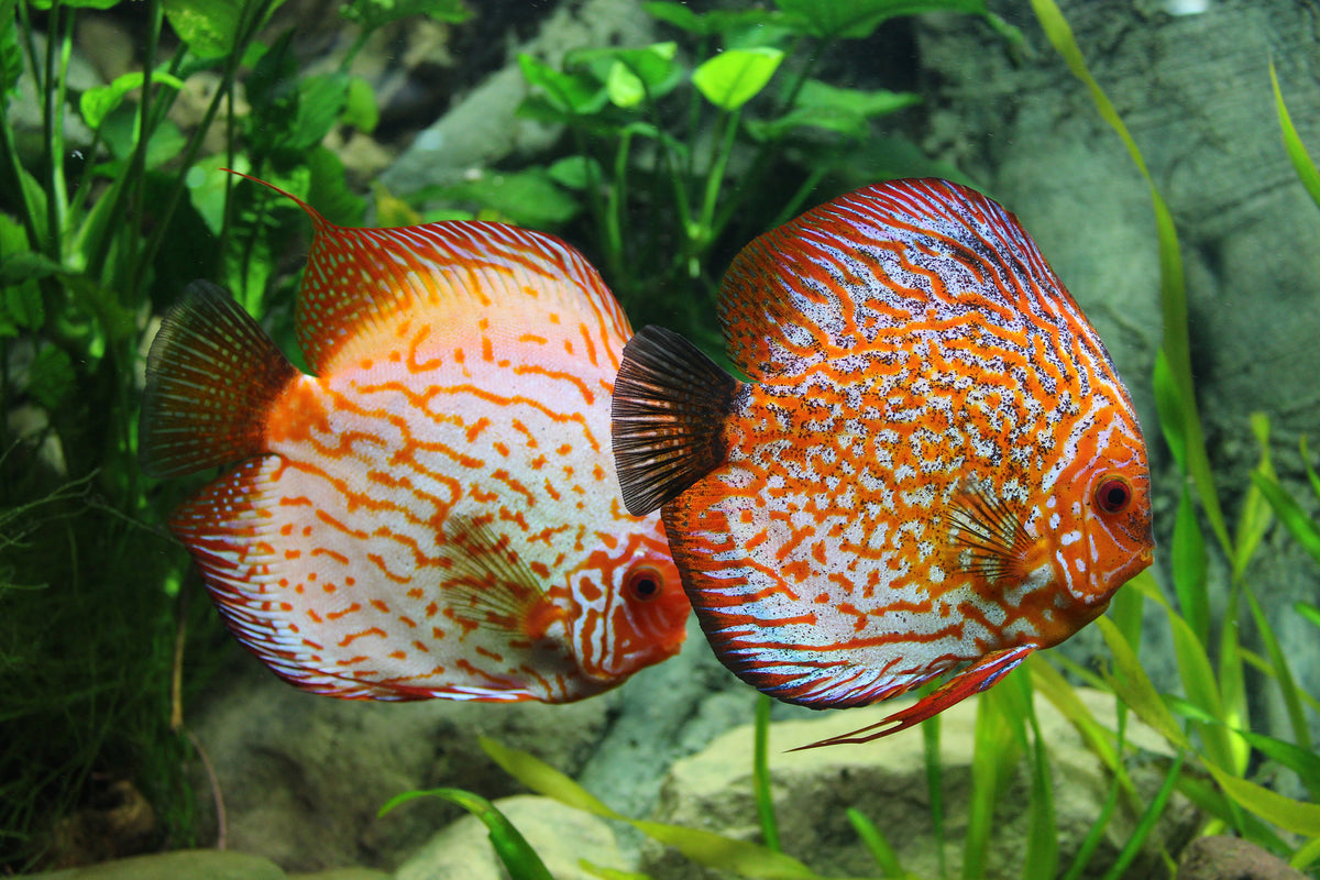3-piece-canvas-print-2-fish