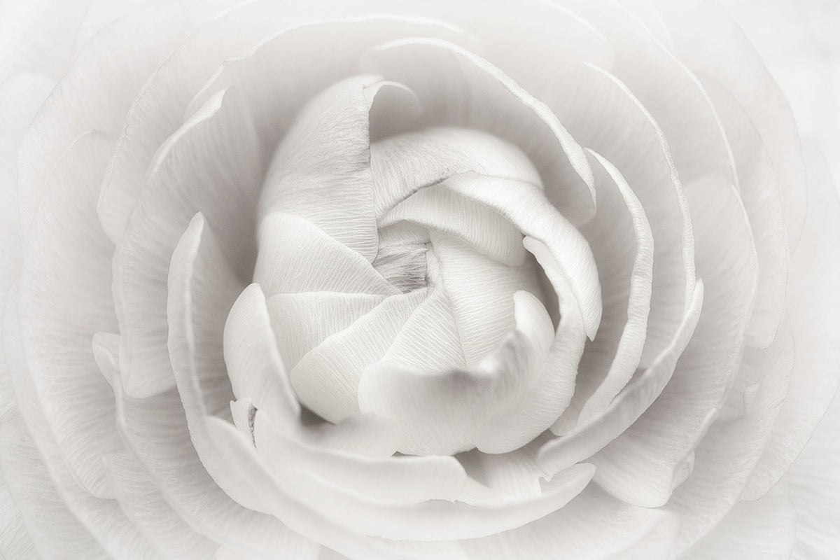 framedcanvas-print-ranunculus