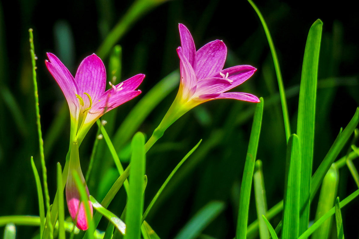 3-piece-acrylic-print-flowers-in-nature