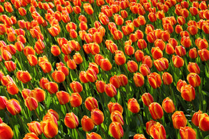 3-piece-aluminium-print-tulip-field-in-orange