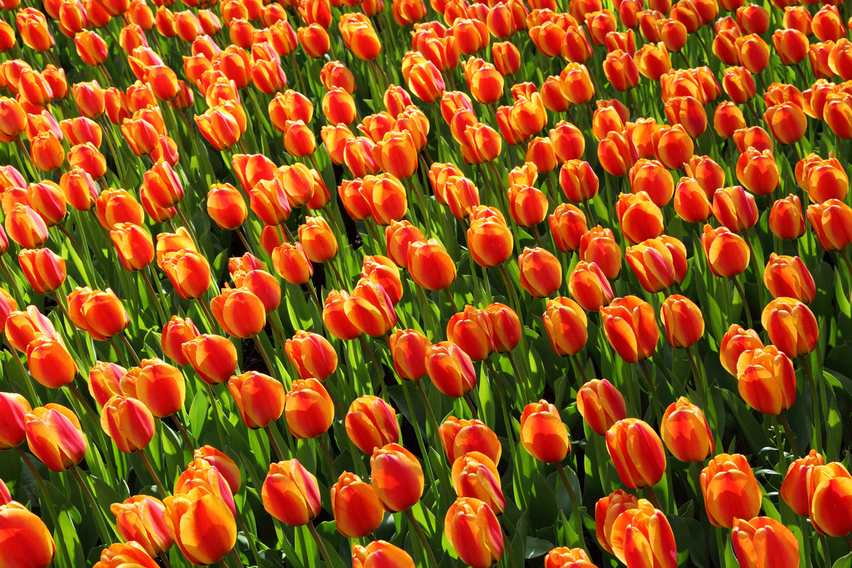 3-piece-aluminium-print-tulip-field-in-orange