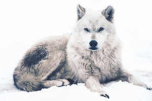 framedcanvas-print-the-wolf