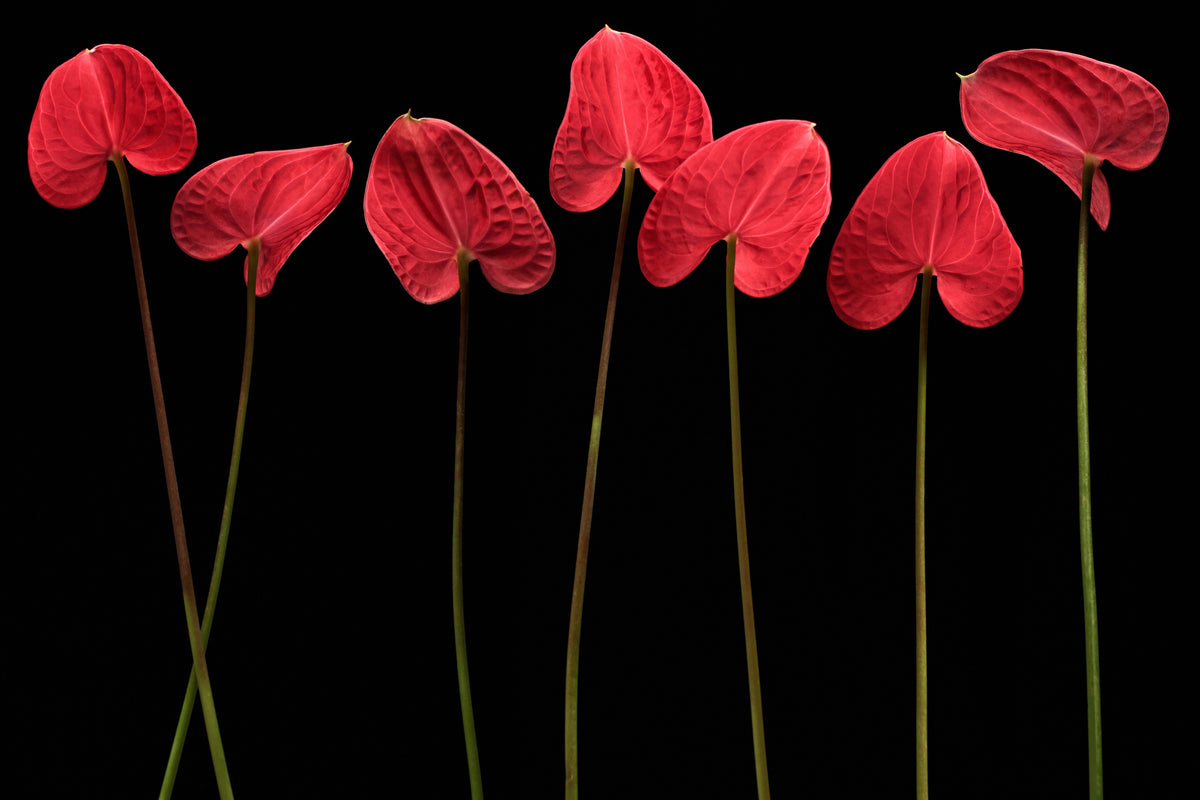 acrylic-print-botanical-hearts