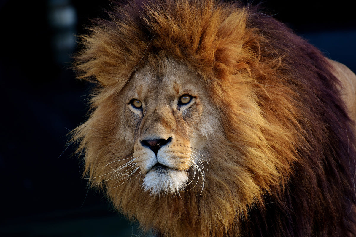 acrylic-print-attention-lion