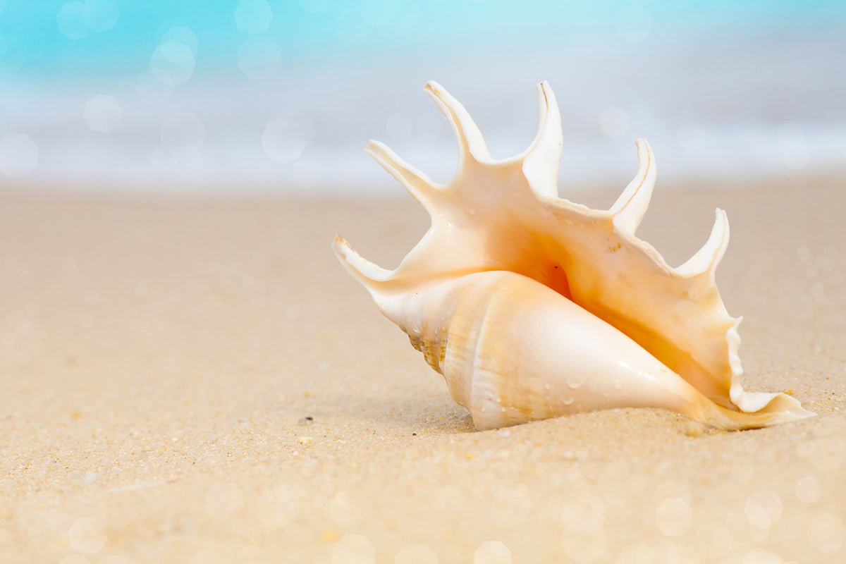 acrylic-print-the-shell-on-the-beach