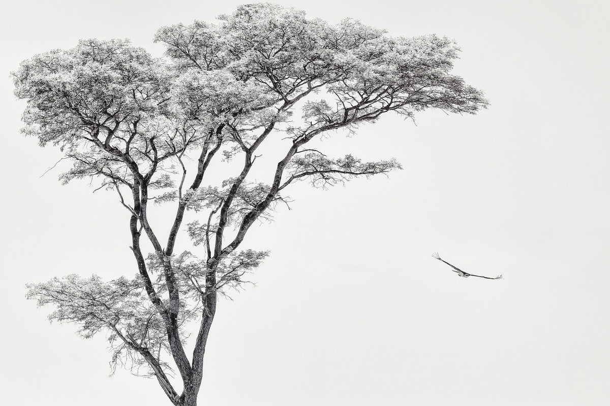 framedposter-print-the-african-eagle