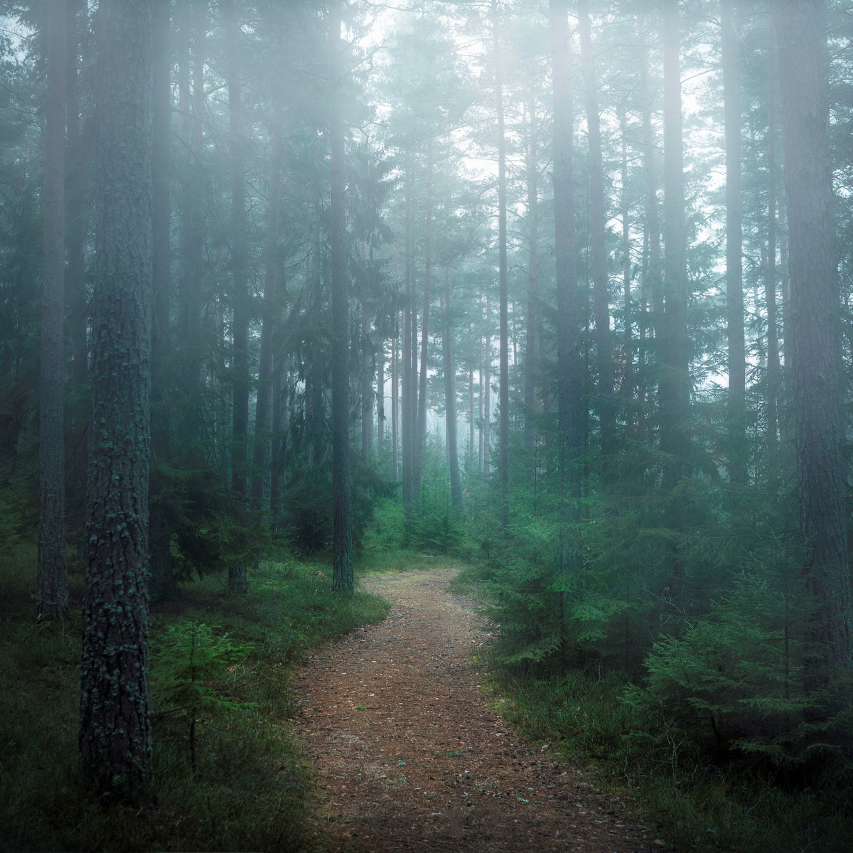 9-piece-aluminium-print-the-forest-of-secrets