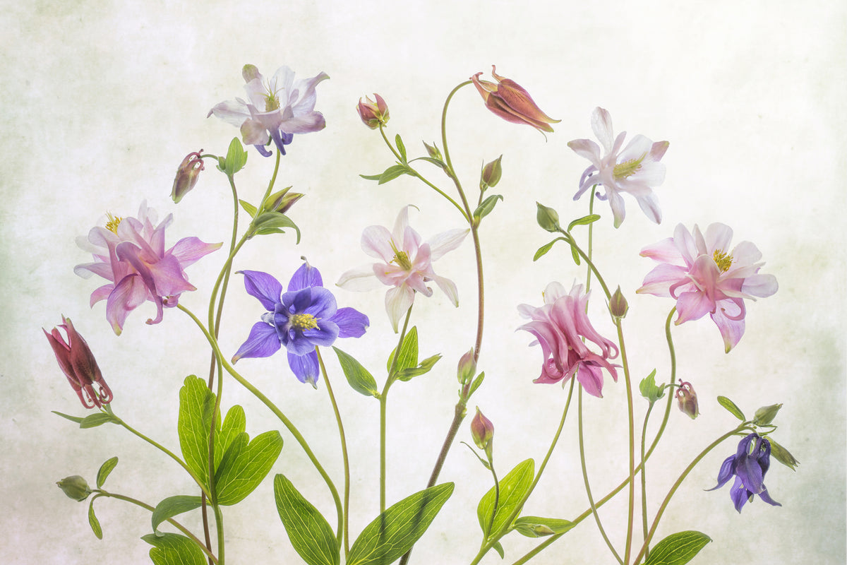 3-piece-acrylic-print-columbine