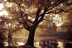 modern-3-piece-canvas-print-landscape-park
