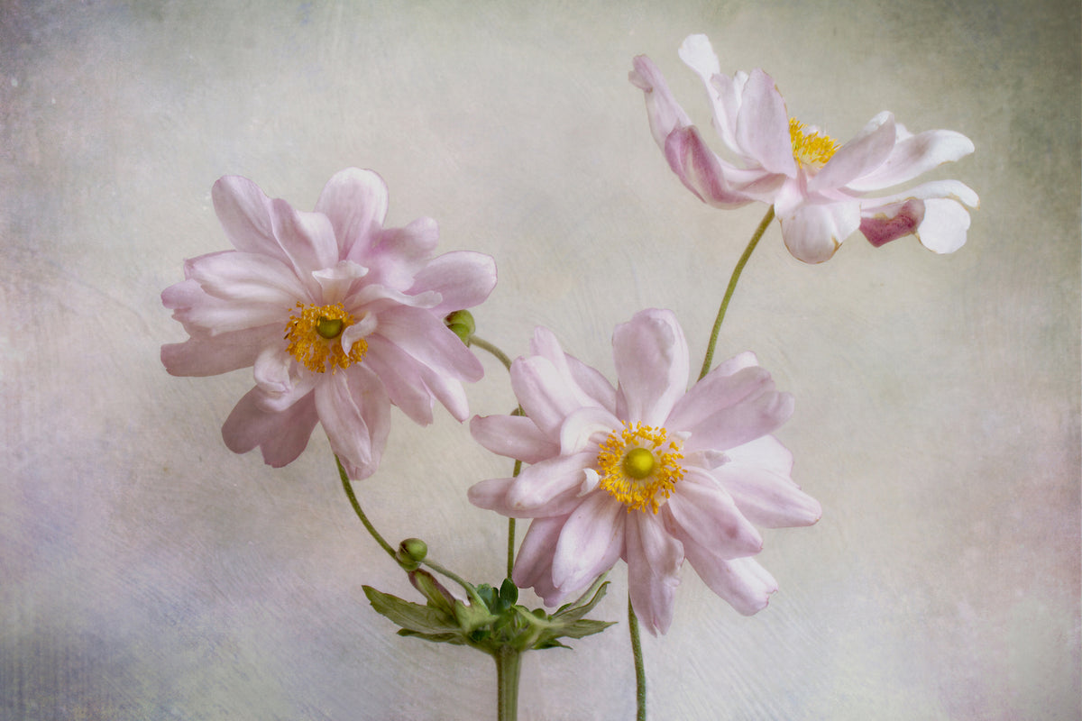 acrylic-print-anemones