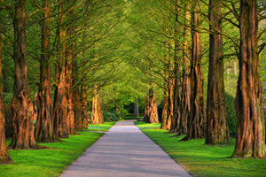 framedcanvas-print-beautiful-avenue-in-nature