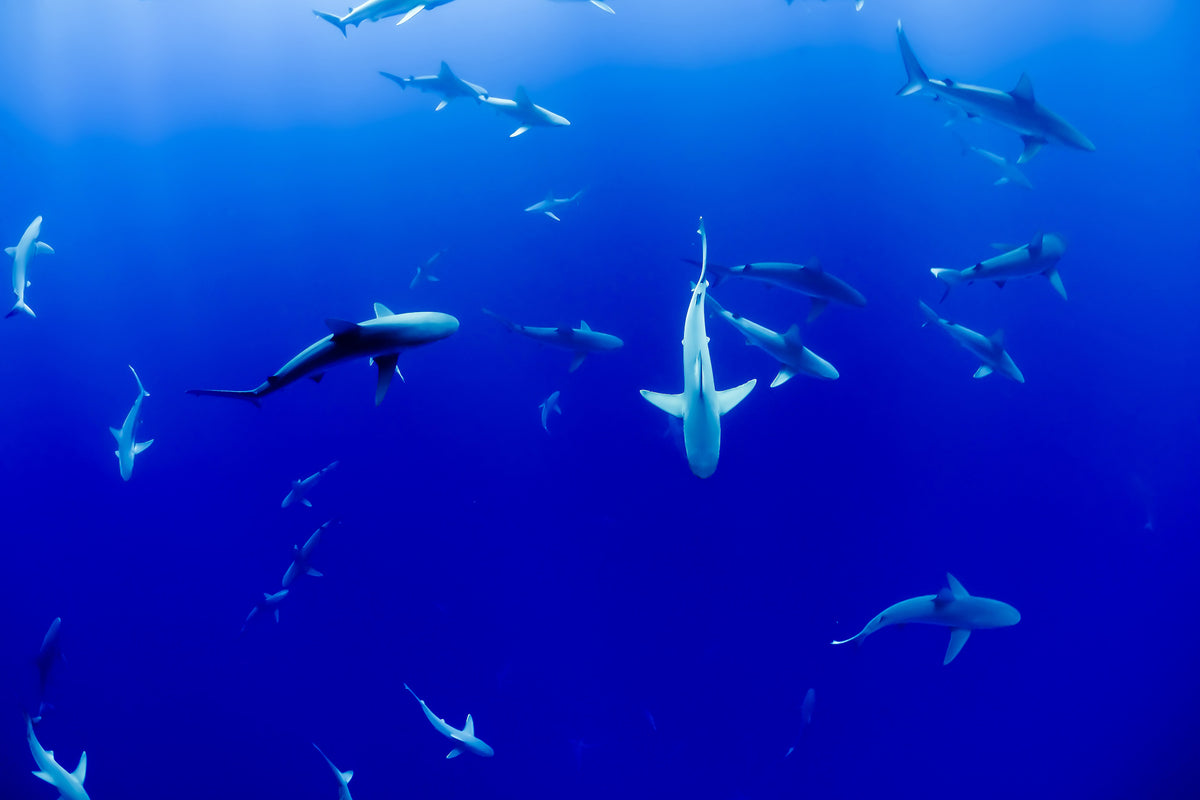 acrylic-print-in-the-shark-tank