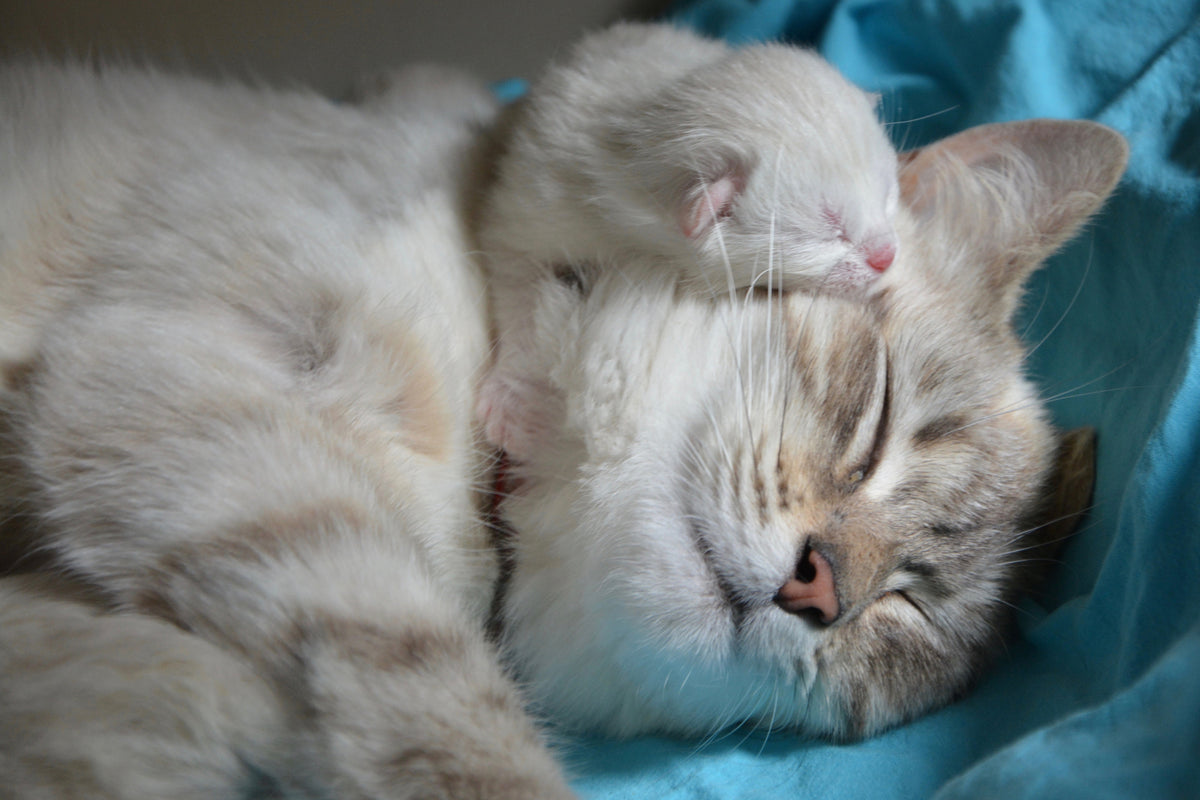 aluminium-print-cats-mom-with-baby