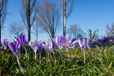 poster-print-purple-crocus-in-nature