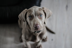 aluminium-print-the-weimaraner