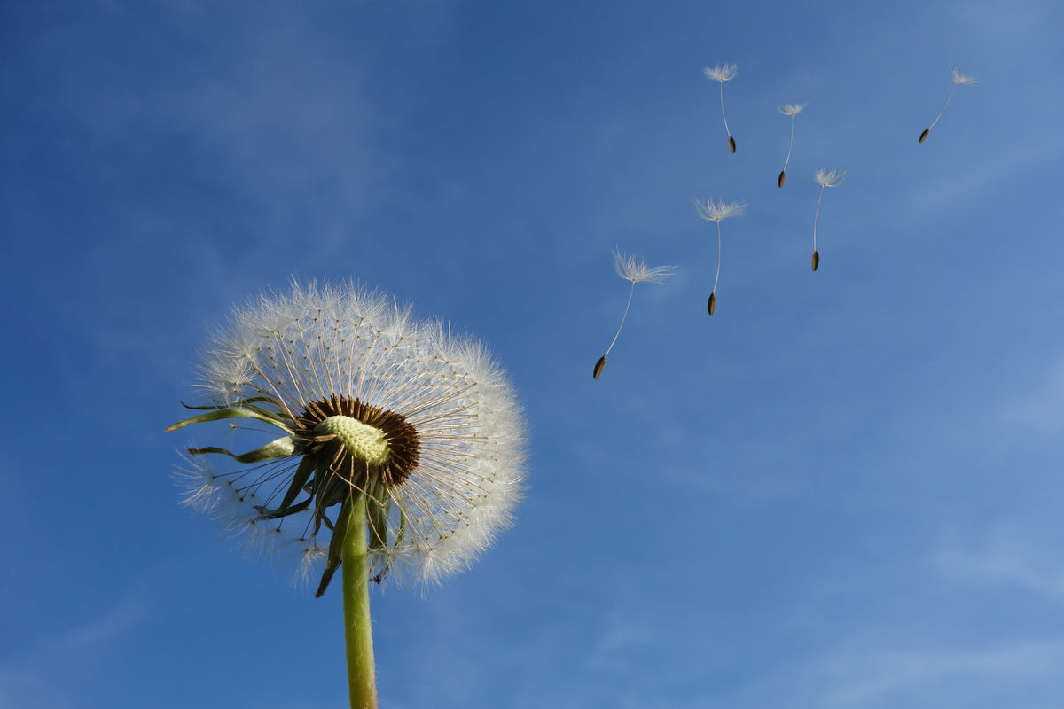 aluminium-print-dandelion-i-wish-for-something