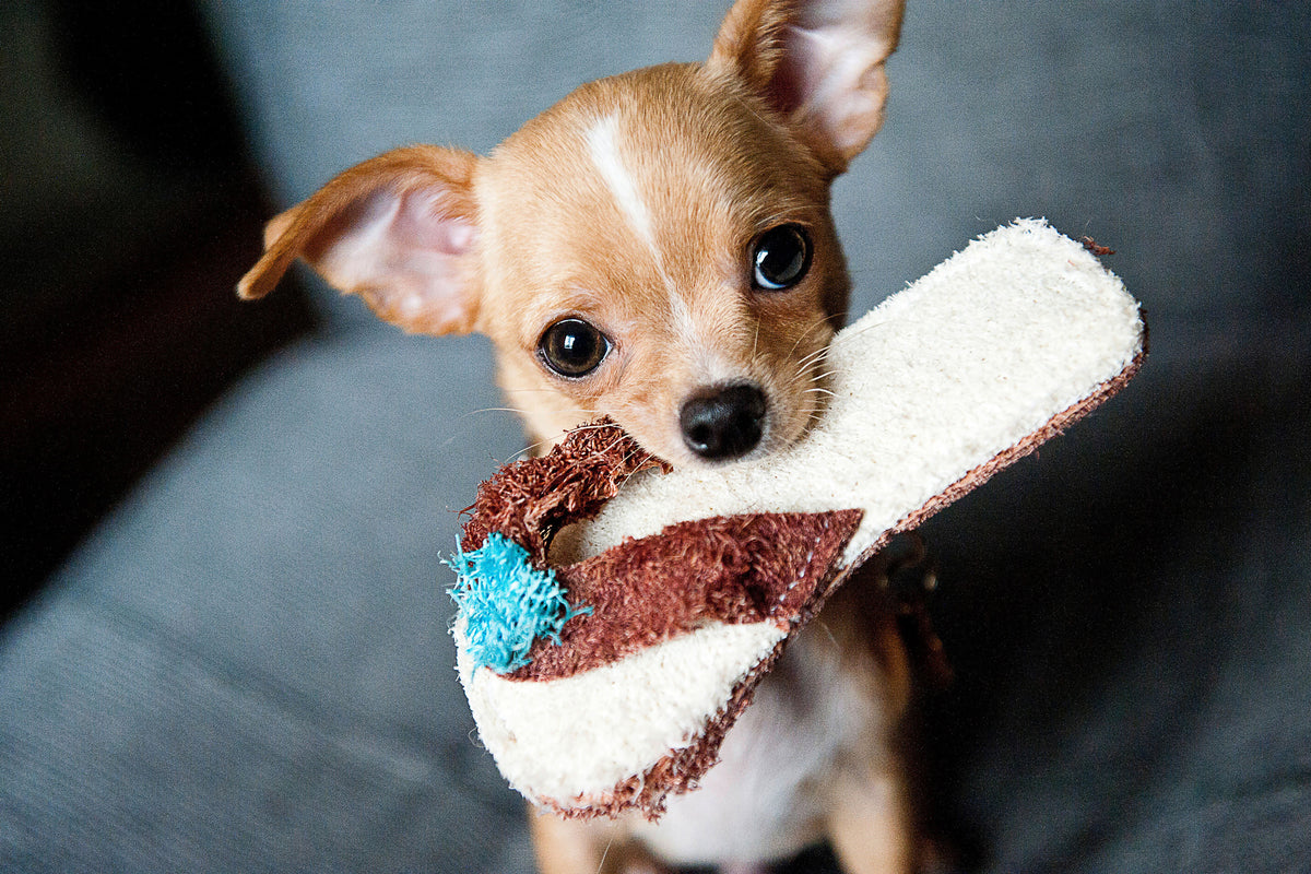 poster-print-obedient-chihuahua