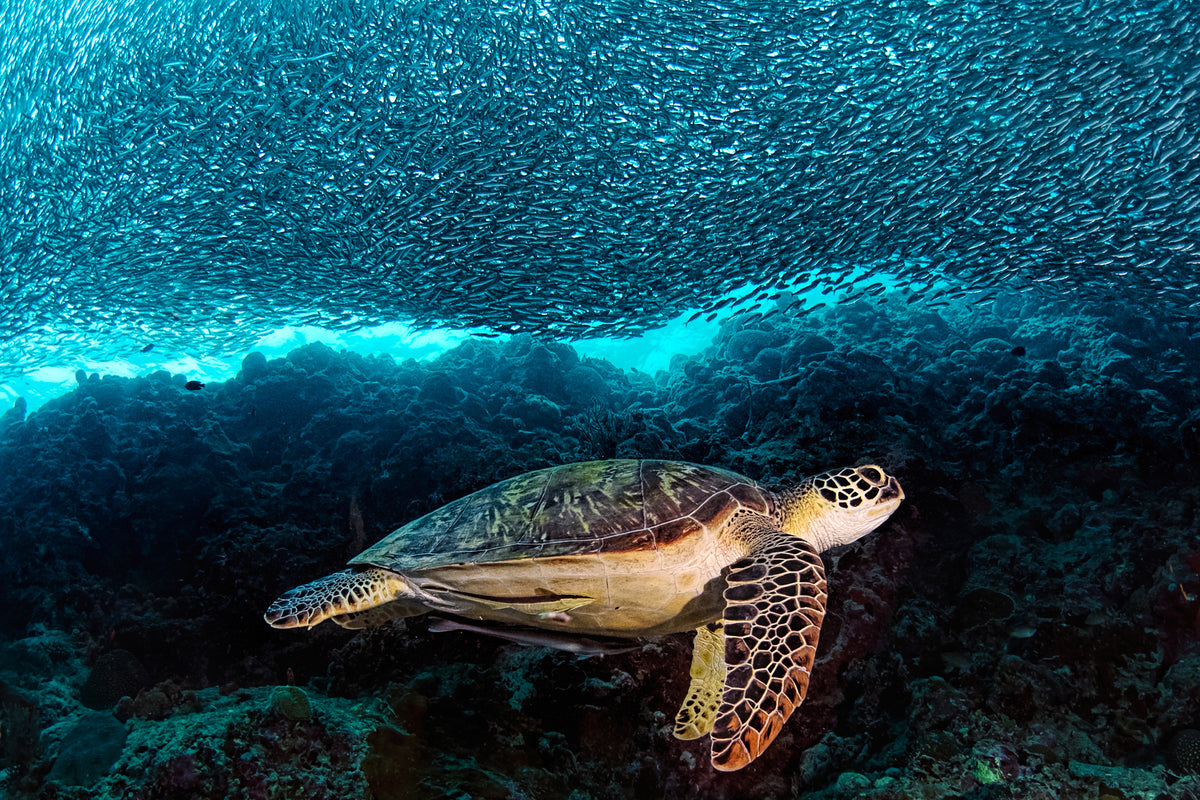 poster-print-turtle-and-sardines-x