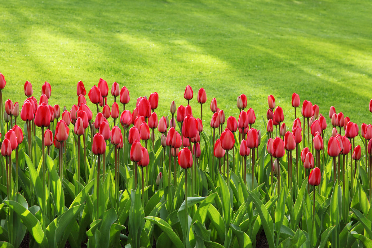 aluminium-print-red-tulip-field-in-the-sunlight