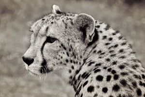 3-piece-canvas-print-beautiful-cheetah