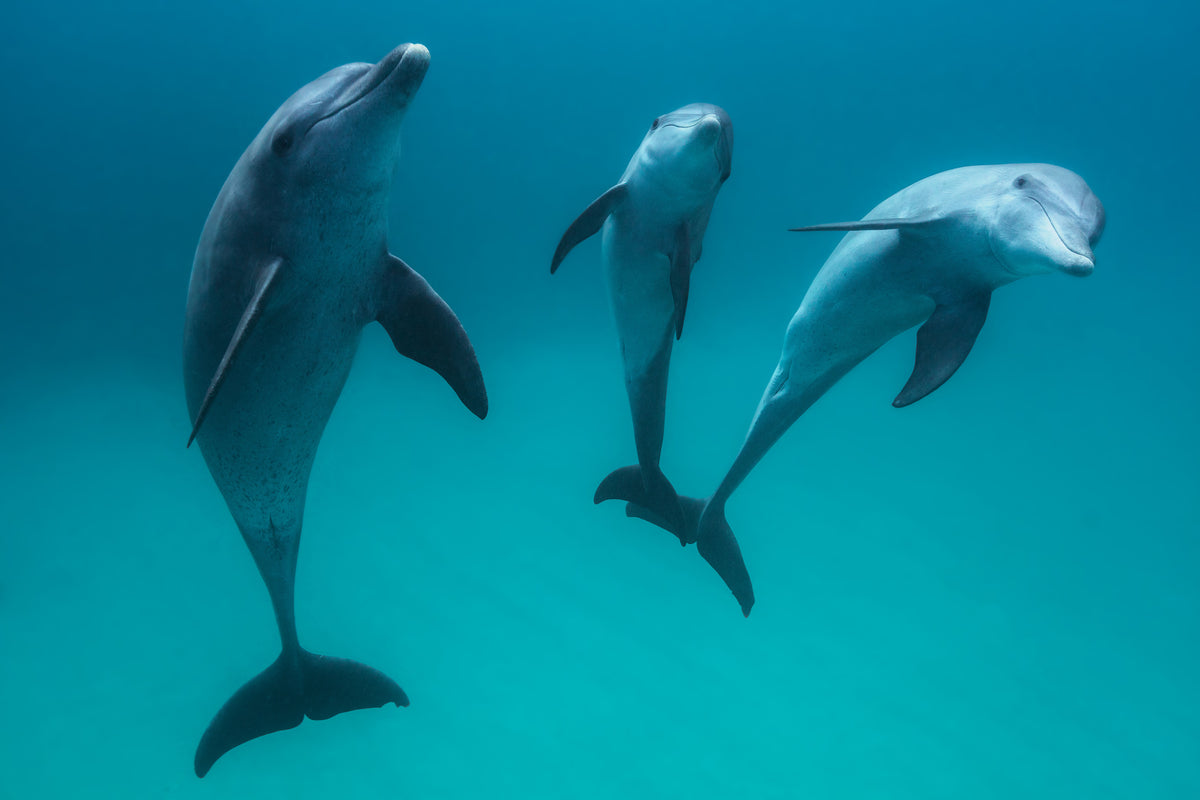 canvas-print-bottlenose-dolphins-ii