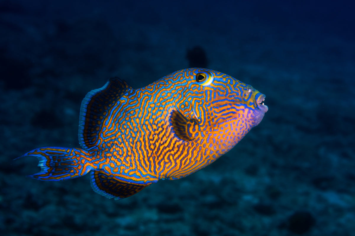 canvas-print-blue-triggerfish