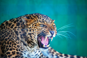 3-piece-canvas-print-attention-leopard