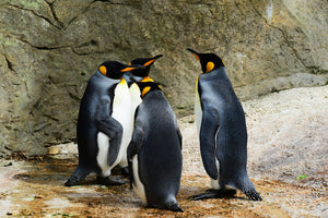 3-piece-canvas-print-king-penguins