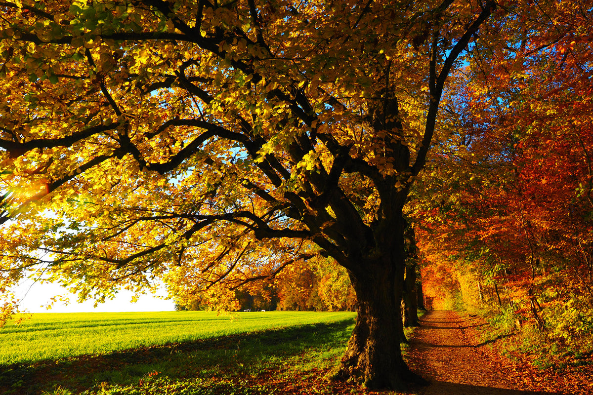 framedposter-print-trees-in-the-autumn