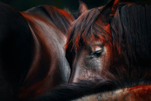 3-piece-acrylic-print-sleep-huddle