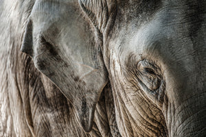 aluminium-print-close-up-elephant